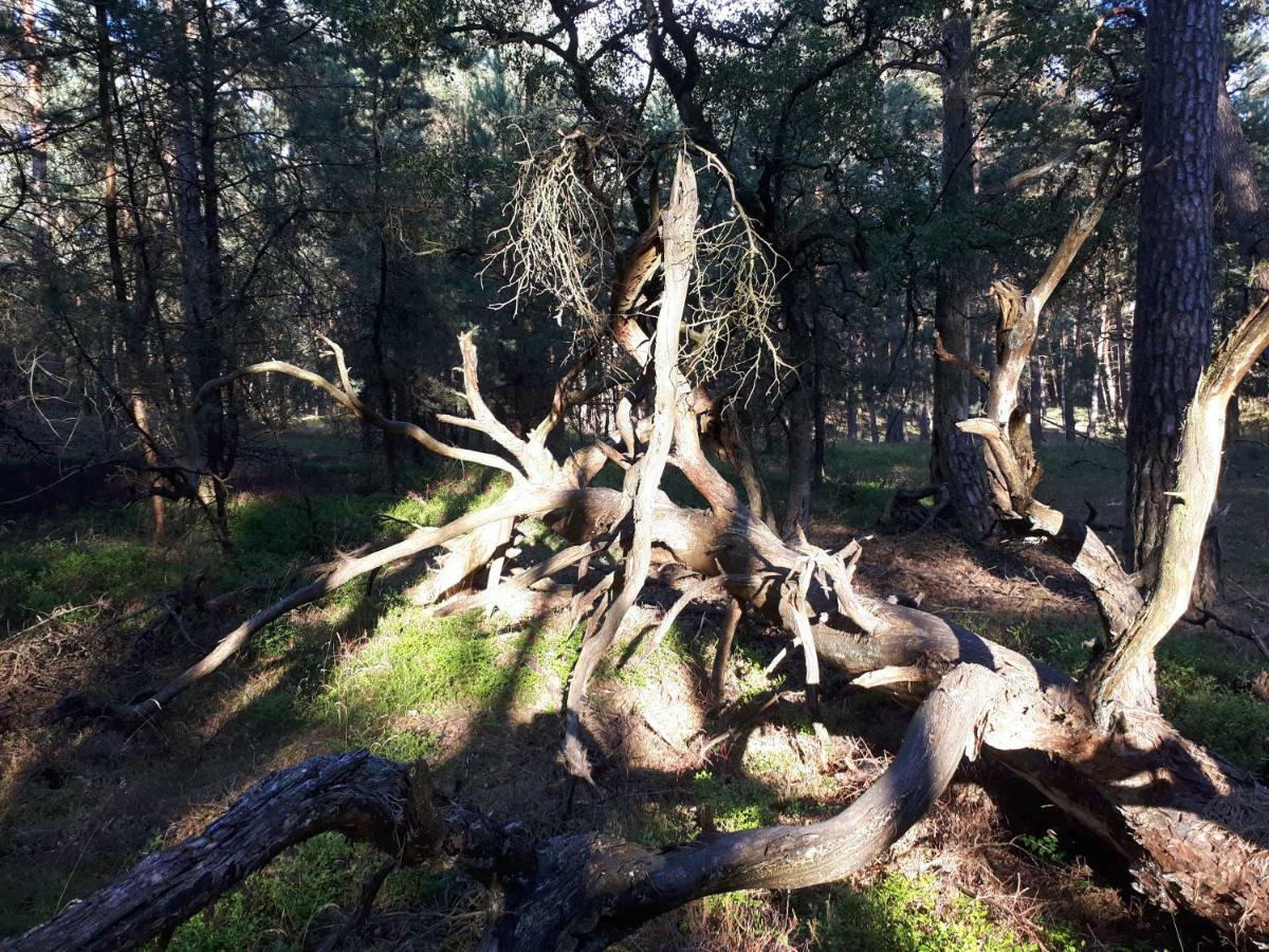 Boshuis Turquoise / Smaakvol Genieten Op De Veluwe Hoenderloo Exteriér fotografie